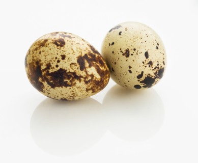 Studio shot of quail eggs.