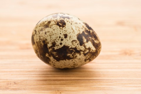 Studio shot of quail egg.