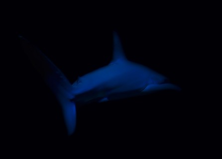 Side view of swimming shark