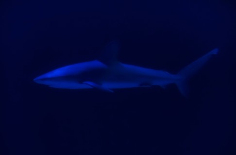 Side view of swimming shark