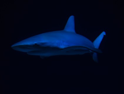 Side view of swimming shark
