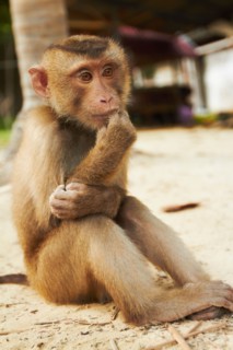 Portrait of macaque monkey
