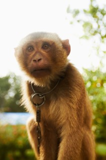 Portrait of young macaque monkey