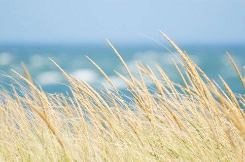 Tall grass with sea in background