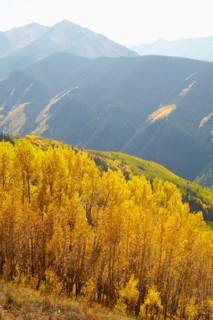 Autumn landscape with aspen trees