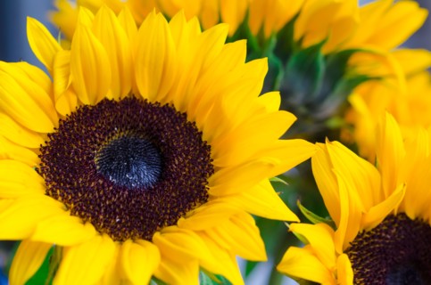 Bunch of sunflowers