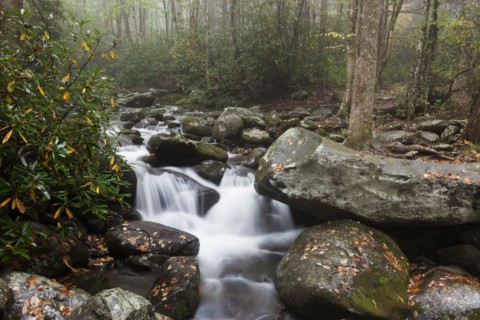 Stream in forest