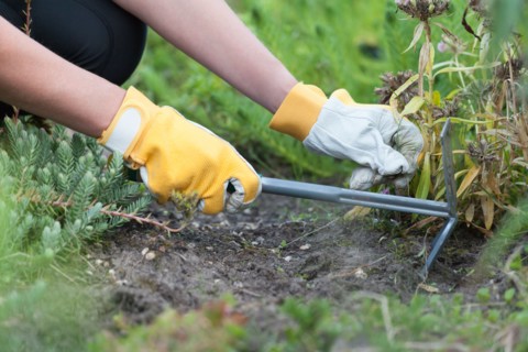 Woman weeding