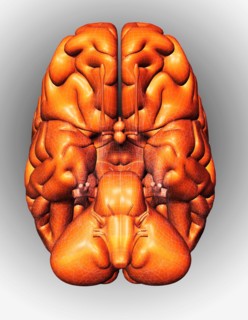 Digitally generated image of brain