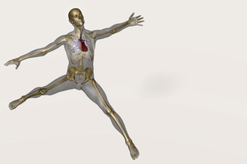 Human skeleton stretching