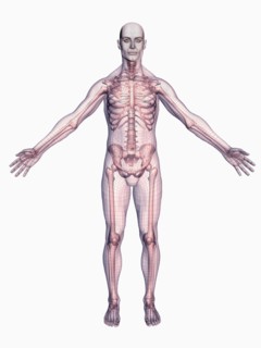 Human skeleton on white background