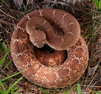 Rattlesnake coiled in grass