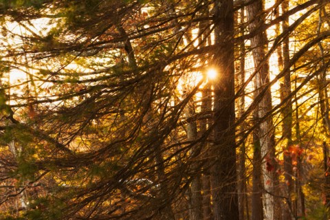 Trees at sunset. Walden Pond, Concord, Massachusetts.