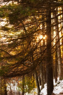 Trees at sunset. Walden Pond, Concord, Massachusetts.
