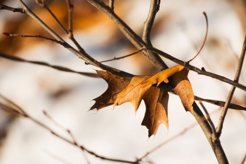 Leaf on twig. Walden Pond, Concord, Massachusetts.