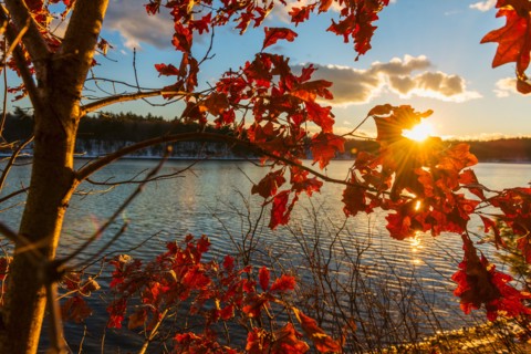 Autumn leaves. Walden Pond, Concord, Massachusetts.