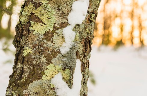 Tree in winter. Walden Pond, Concord, Massachusetts.