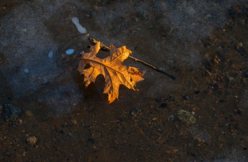 Leaf in snow. Walden Pond, Concord, Massachusetts.