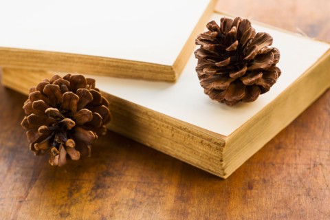 Antique book and pine cones.