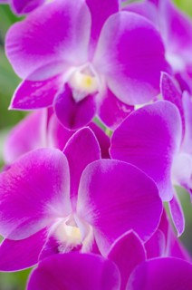Close-up of purple orchid