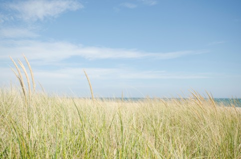 Sand dunes with grass
