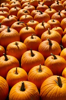 Pumpkins, full frame