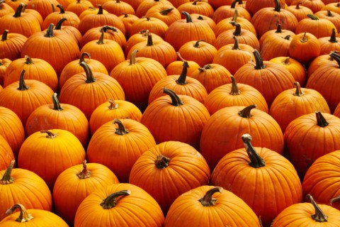 Pumpkins, full frame
