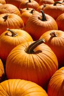 Pumpkins, full frame