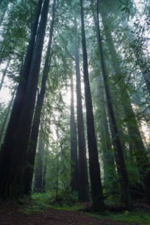 Sunlight in forest