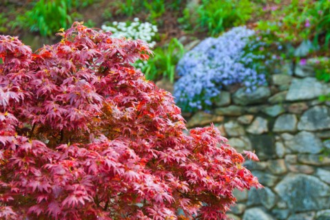 Japanese maple tree in garden