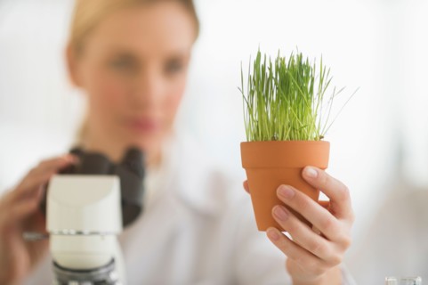 Scientist examining wheatgrass.