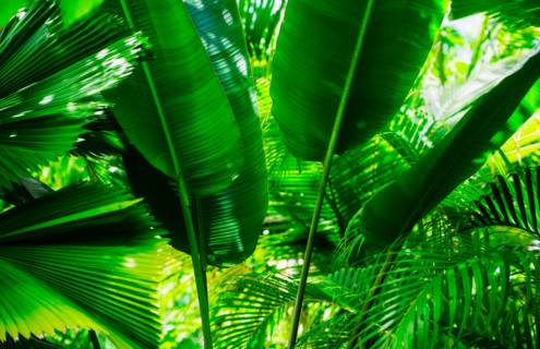Tropical foliage. Jamaica.