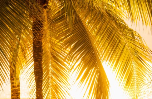 Palm tree at sunset. Jamaica.