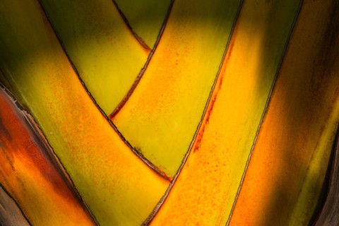 Close-up of palm tree. Jamaica.