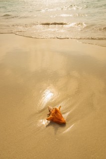 Conch shell on beach. Jamaica.
