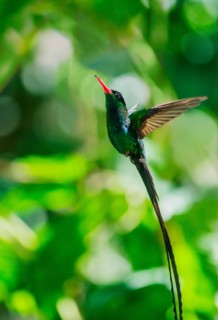Hummingbird in flight. Jamaica.