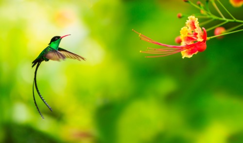 Hummingbird in flight. Jamaica.