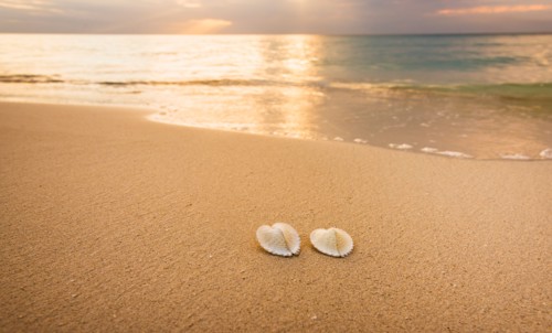 Shells on beach. Jamaica.