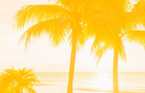 Silhouette of palm trees. Jamaica.