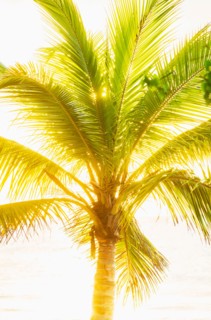 Palm tree. Jamaica.