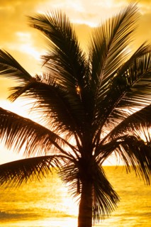 Silhouette of palm tree. Jamaica.