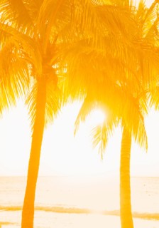 Silhouette of palm trees. Jamaica.