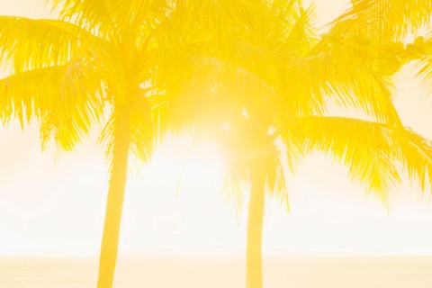 Silhouette of palm trees. Jamaica.