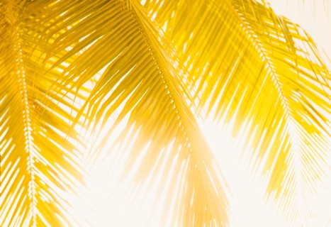 Silhouette of palm leaves. Jamaica.