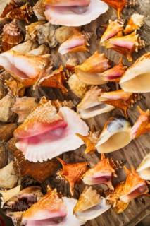 Sea shells for sale. Jamaica.