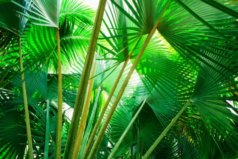 Palm leaves. Jamaica.