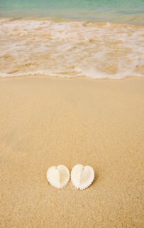 Pair of shells on beach. Jamaica.
