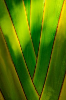 Close-up of palm tree. Jamaica.