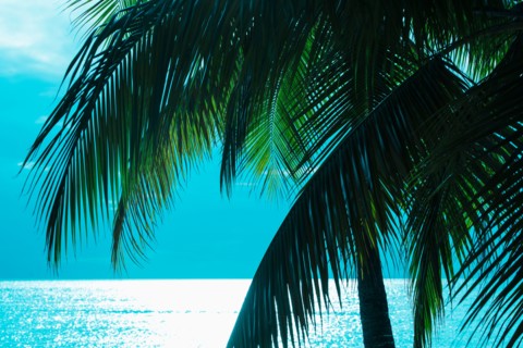 Palm tree and sea. Jamaica.