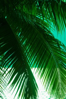 Palm tree and sea. Jamaica.